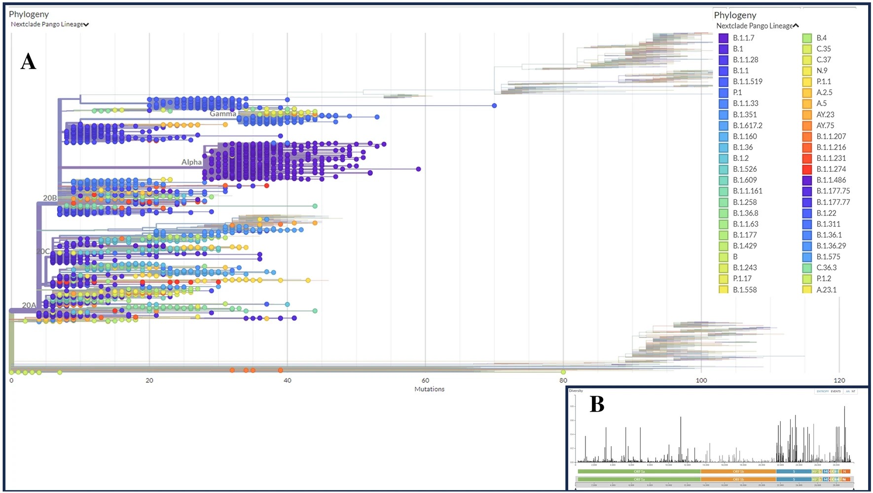 Phylogenetoc tree of SARS CoV-2